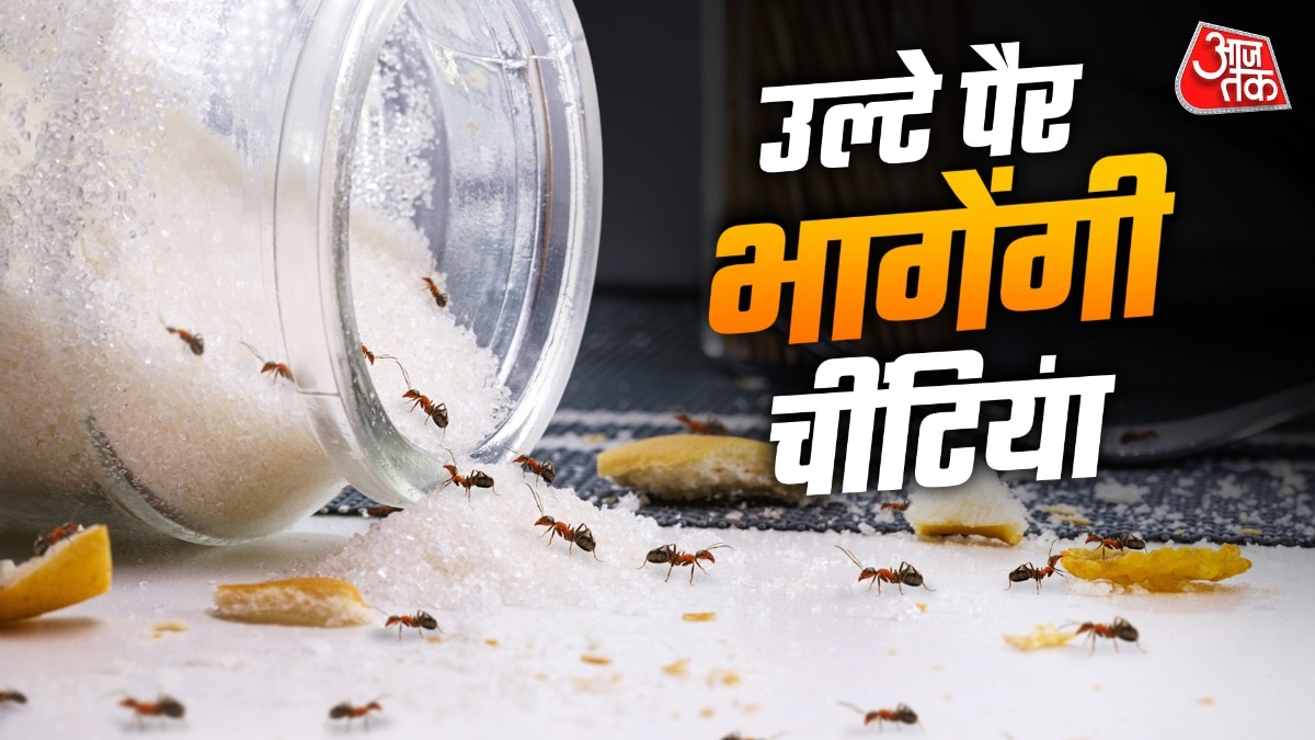 चीनी के डिब्बे से कैसे भागेंगी चींटियां (Photo: ITG)