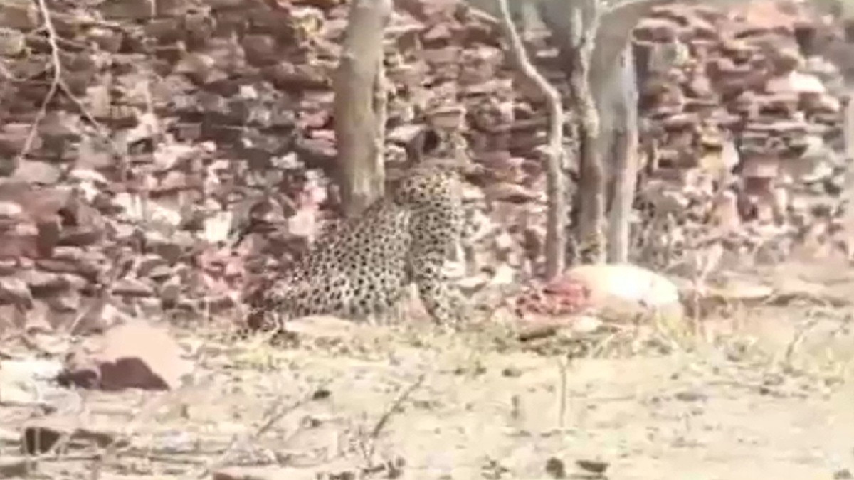 कूनो से निकलकर राजस्थान पहुंचा चीता. (Photo: Screengrab)
