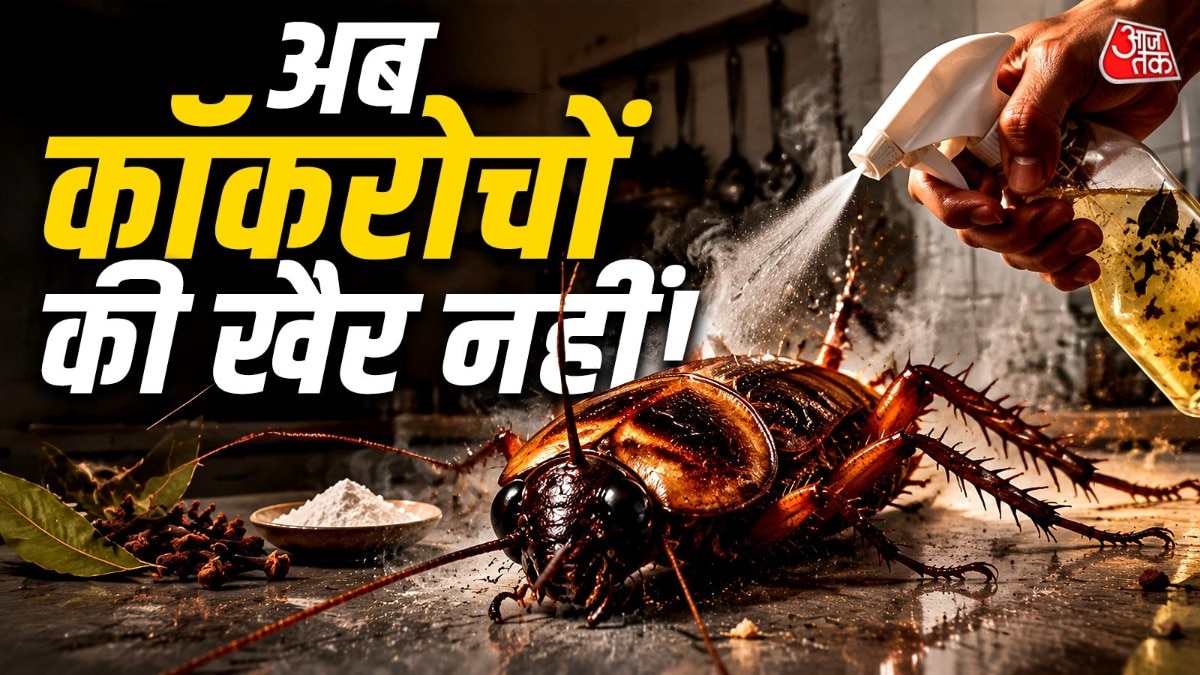 Cockroach (Photo: ITG)