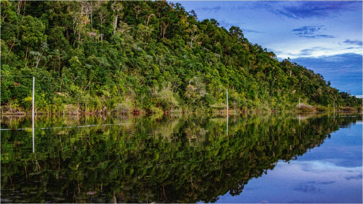 amazon-rainforest-how-trees-create-rain-flying-rivers-theory-story