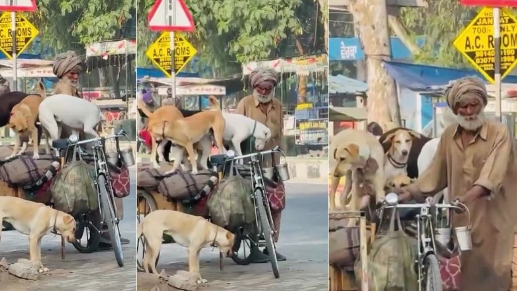 वीडियो देखने के बाद लोगों ने बुजुर्ग व्यक्ति की जमकर तारीफ की. ( Photo: Insta/@TheViditsharma)