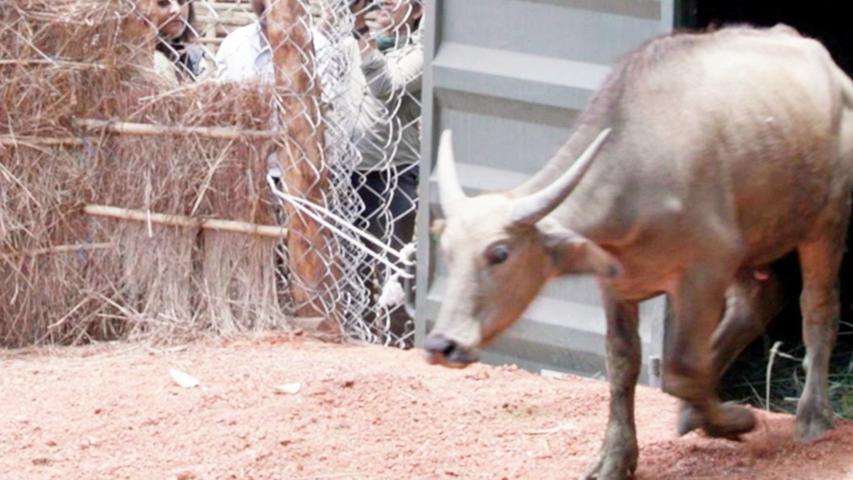 बाघों के बाद अब जंगली भैंसों का घर बना मध्यप्रदेश.(File Photo:ITG)