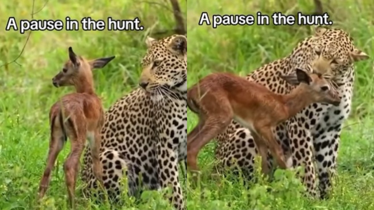leopard-does-not-eat-deer-immediately-after-hunt-viral