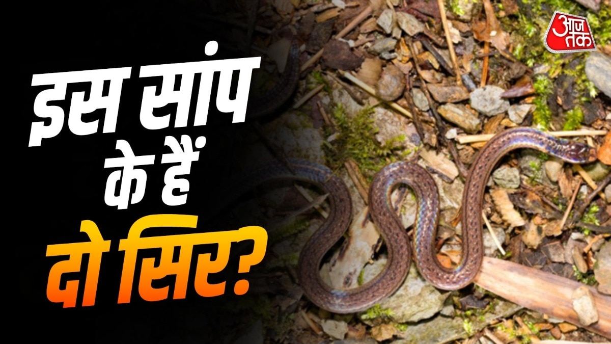 two-headed-looking-snake-discovered-in-south-china-viral