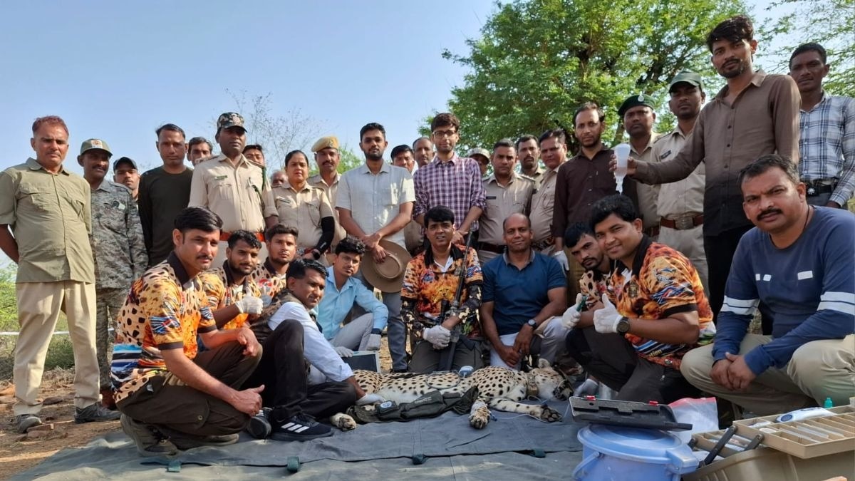 कूनो नेशनल पार्क से रणथंभौर टाइगर रिजर्व पहुंच गया था चीता. (Photo: ITG)