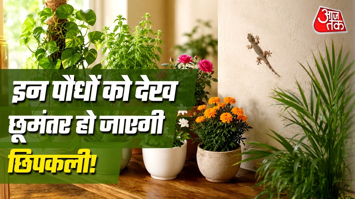 छिपकली से जुड़े वास्तु उपाय (Photo: ITG)