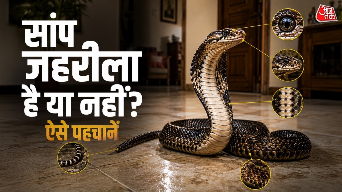 सांप को देखकर कुछहद तक पहचाना जा सकता है. (Photo: ITG)