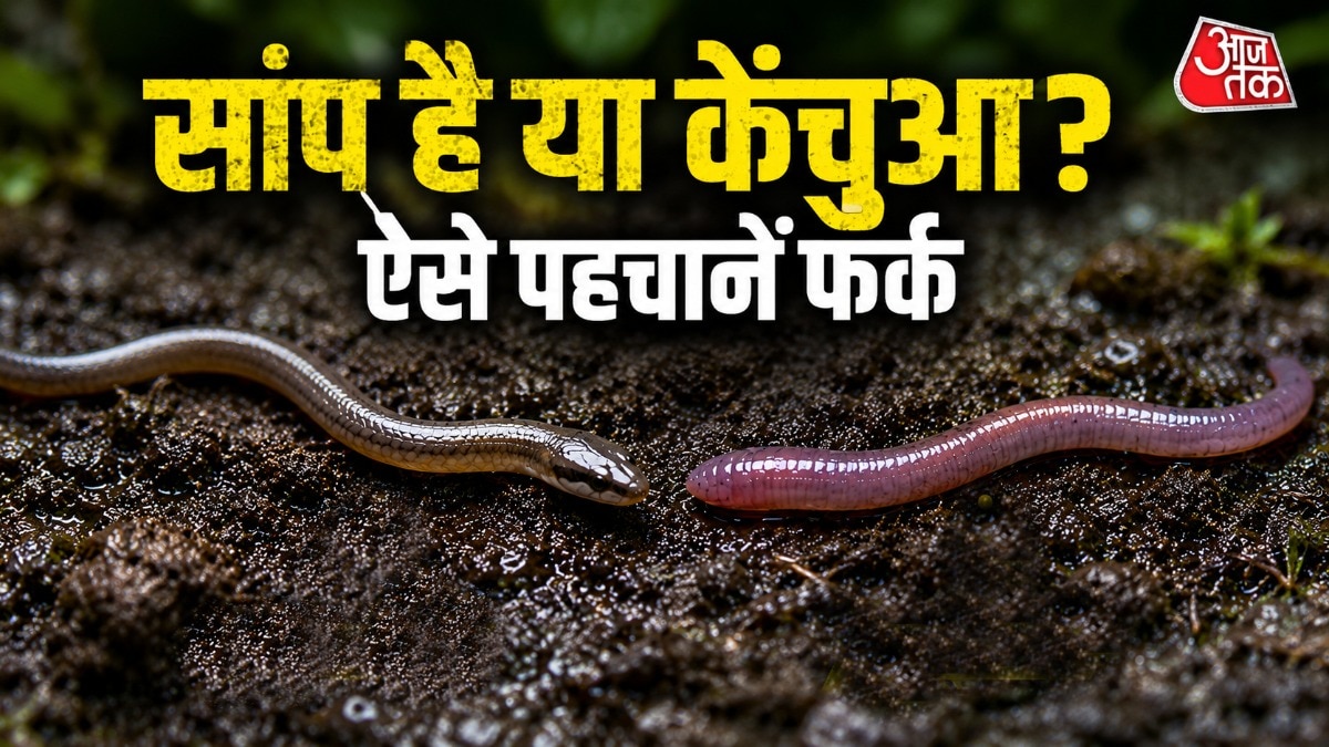 Snake vs Earthworm