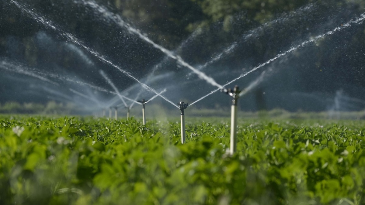 Drip irrigation (Getty Image)