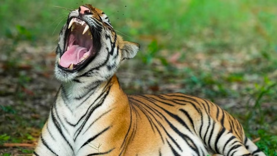टाइगर रिजर्व में मृत मिला बाघ. (Photo: Representational )