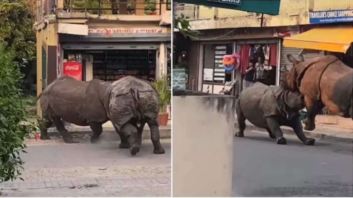 नेपाल की सड़क पर भिड़ गए दो विशाल गैंडे, देखने वालों की थम गई सांसें!