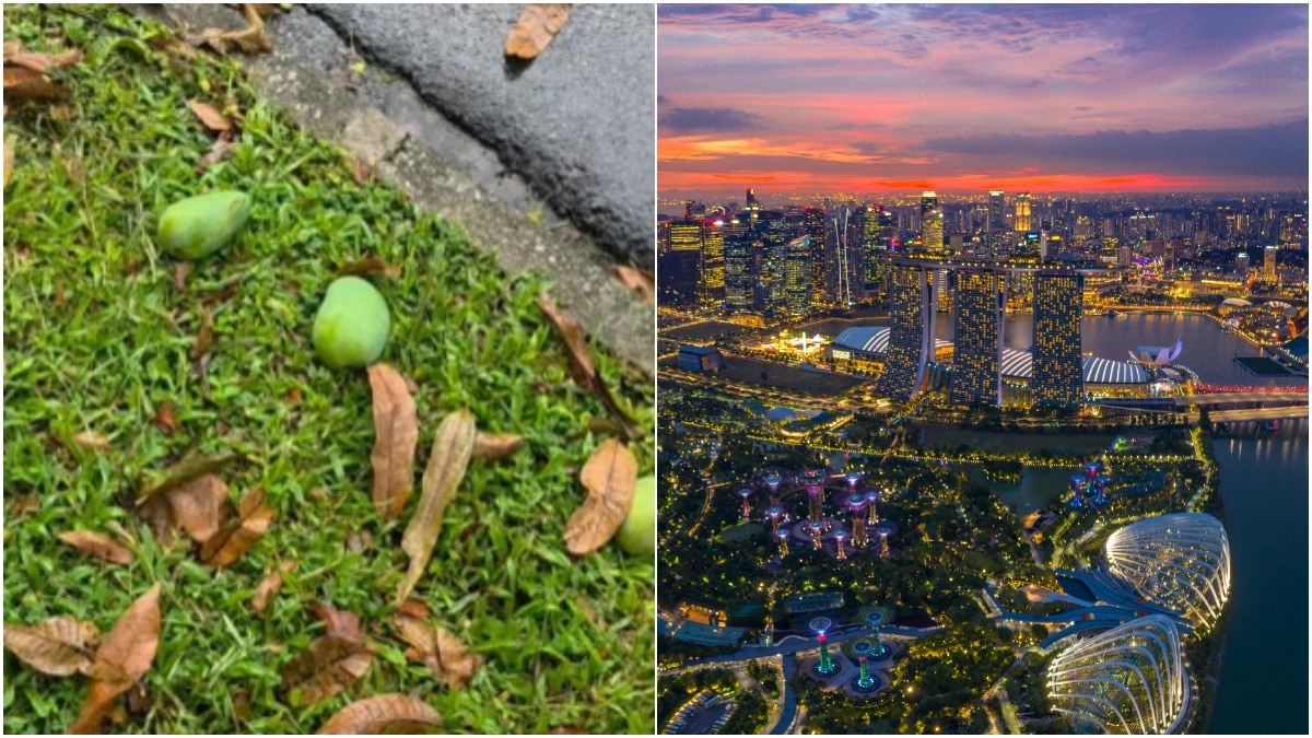singapore-law-on-picking-fallen-mangoes-sparks-online-debate