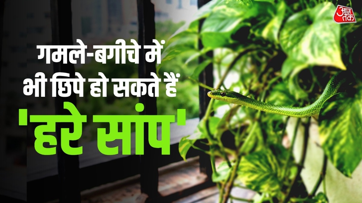 हरे रंग के सांप अक्सर पेड़ों पर ही पाए जाते हैं. (Photo: ITG)