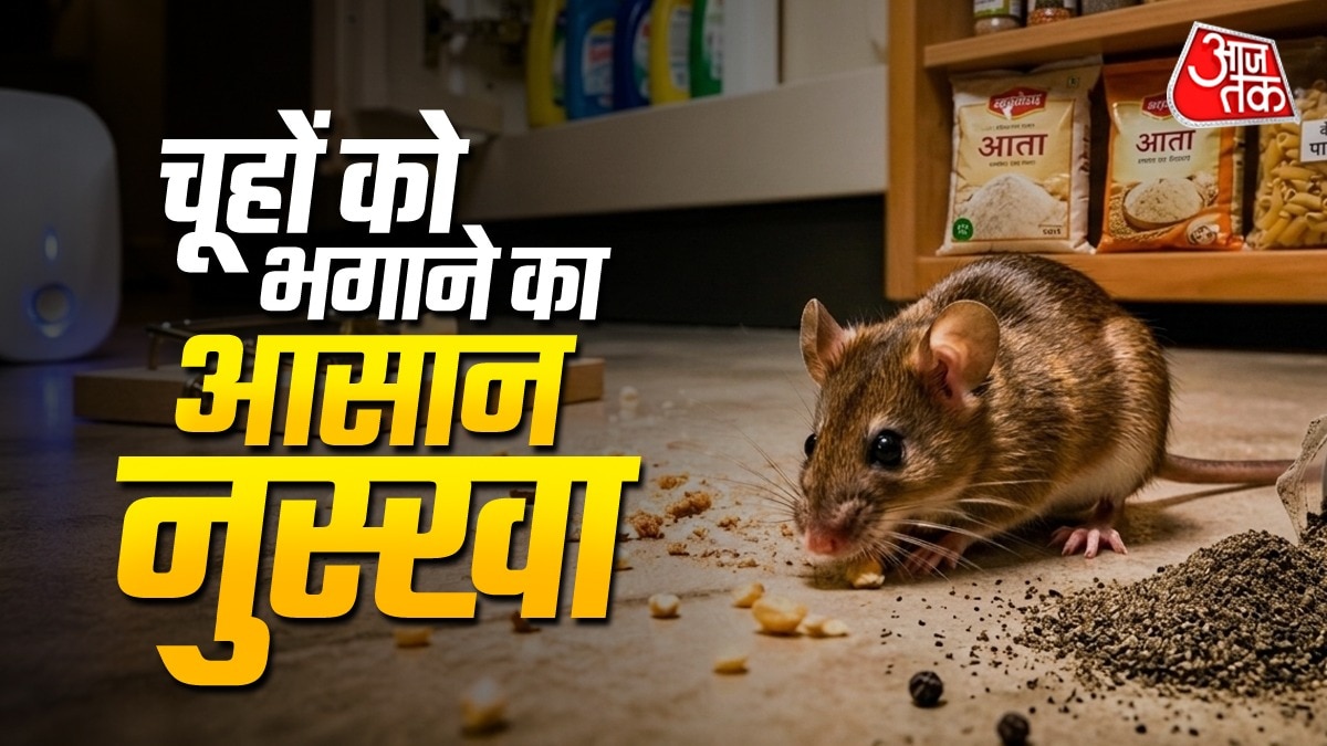 चूहे के सूंघने की शक्ति तेज होती है. (PHOTO:ITG/AI)