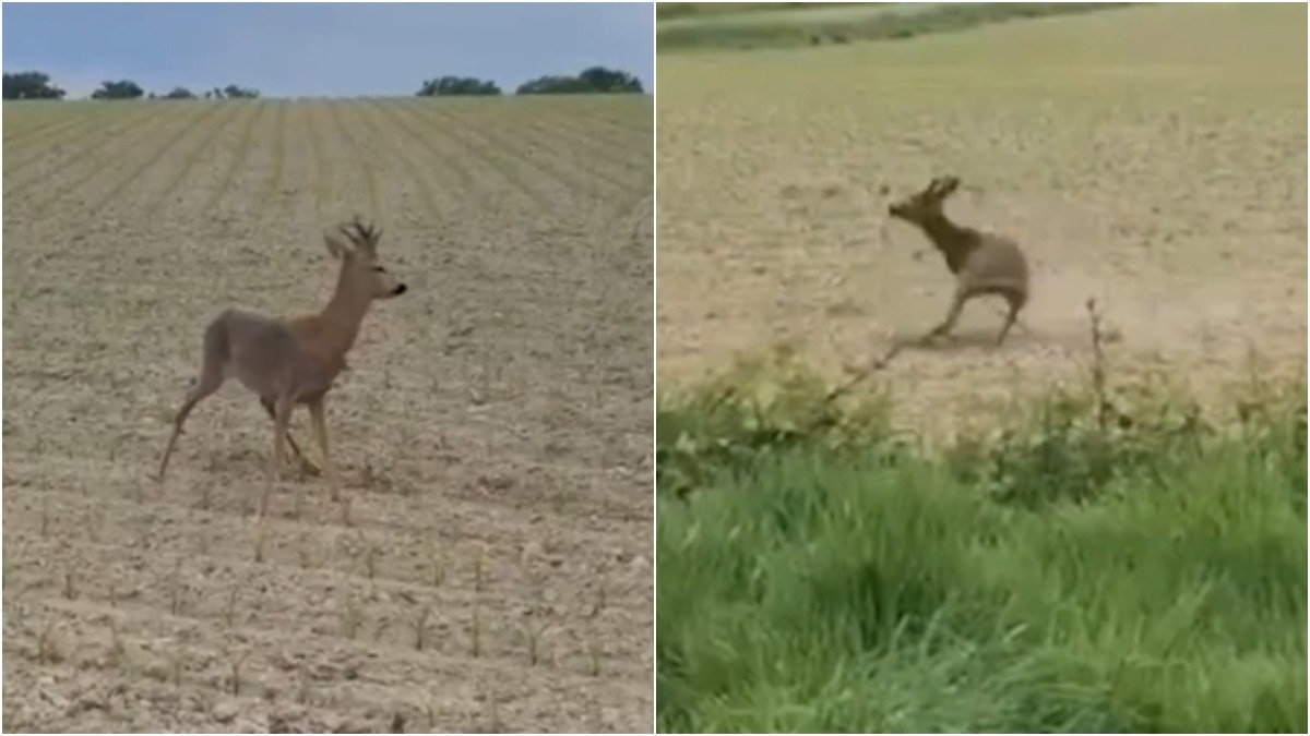 Drunk deer viral video