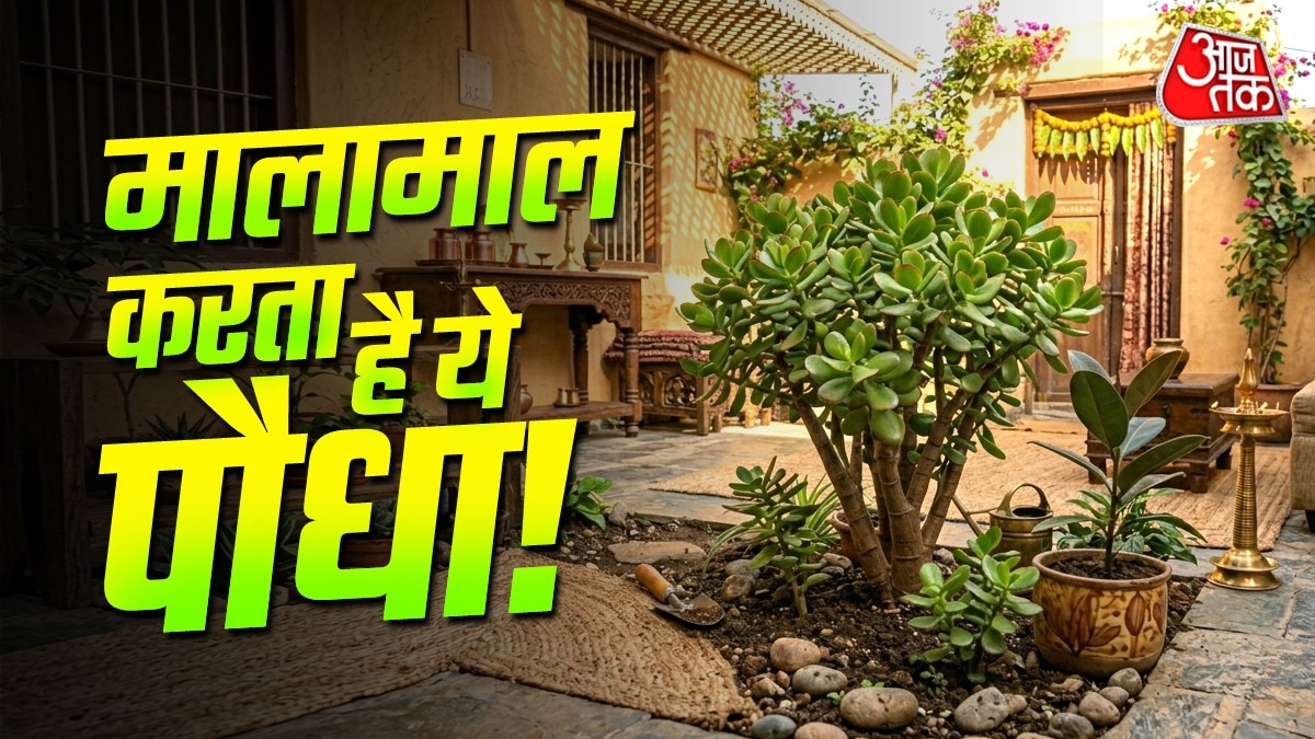 Lucky Plant 