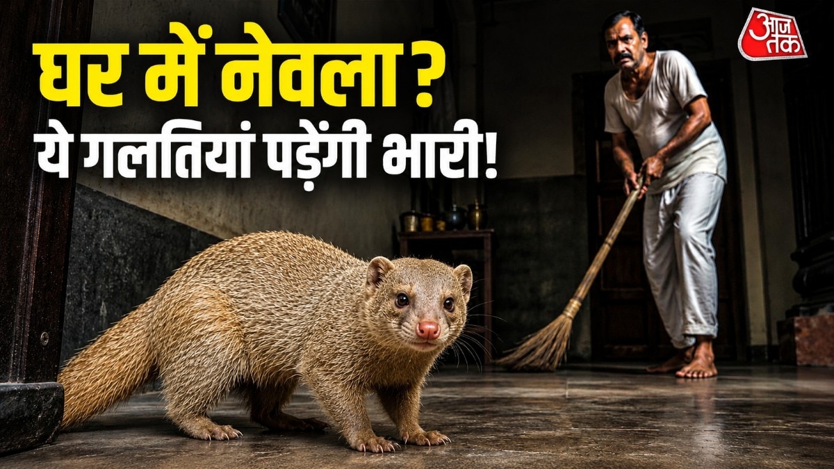 सांप-चूहे या भोजन की तलाश में कई बार नेवला घर तक पहुंच जाता है. (Photo: ITG)