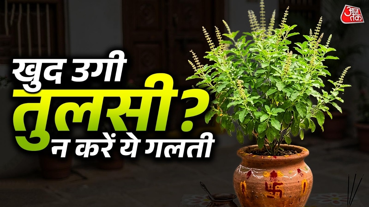 Tulsi Vastu