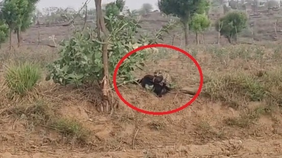 वीडियो वायरल.(Photo: Screengrab)