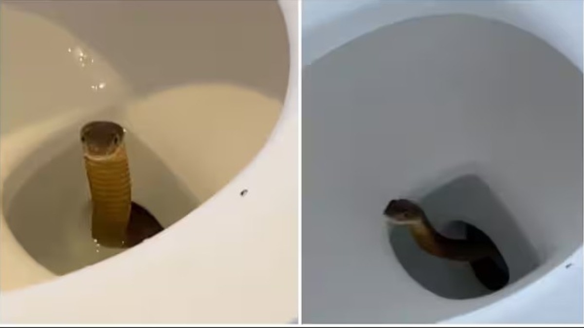 King Cobra in toilet, Philippines resort snake, toilet snake viral video