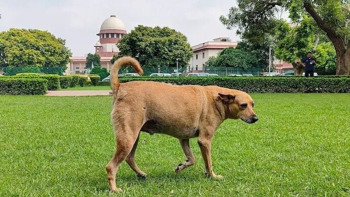 पिछली सुनवाई में कोर्ट ने आवारा कुत्तों पर फैसला सुरक्षित रख लिया था. (File Photo: PTI)