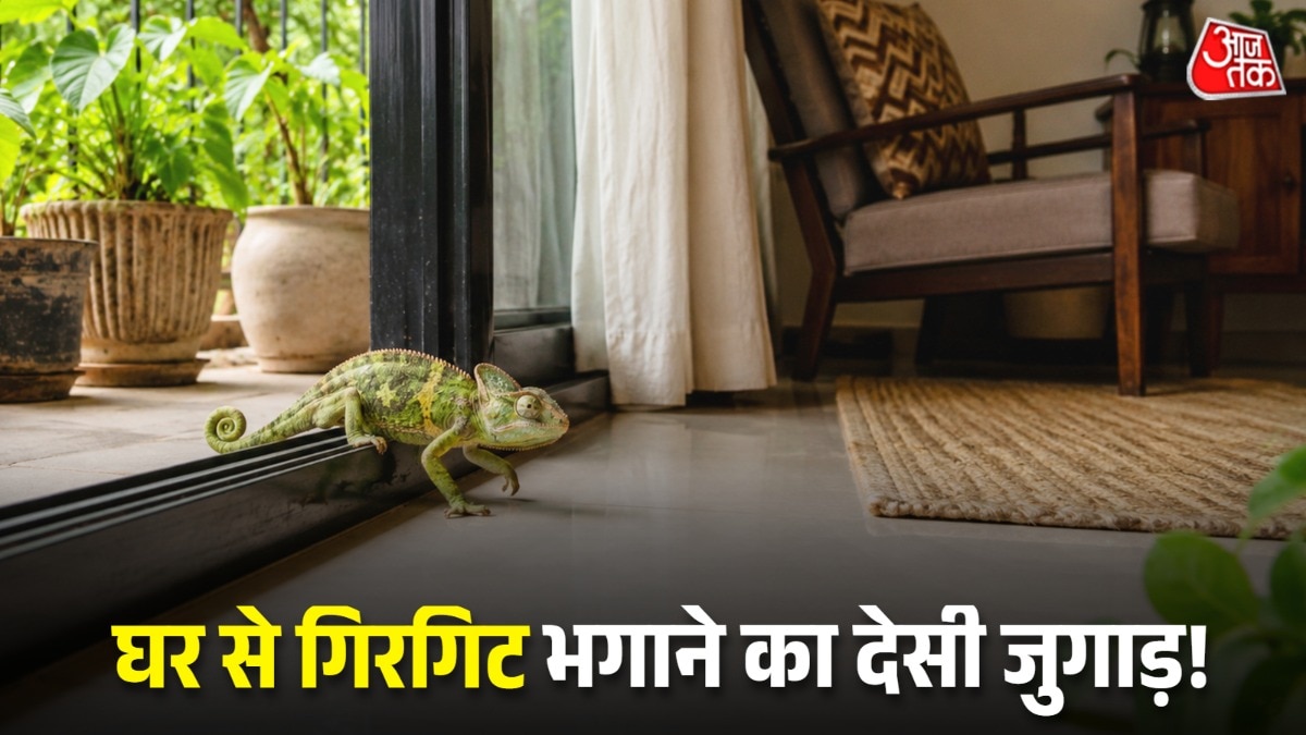 कई बार घर के बगीचे-गार्डन से गिरगिट घर में आ जाते हैं. (Photo: AI Generated)