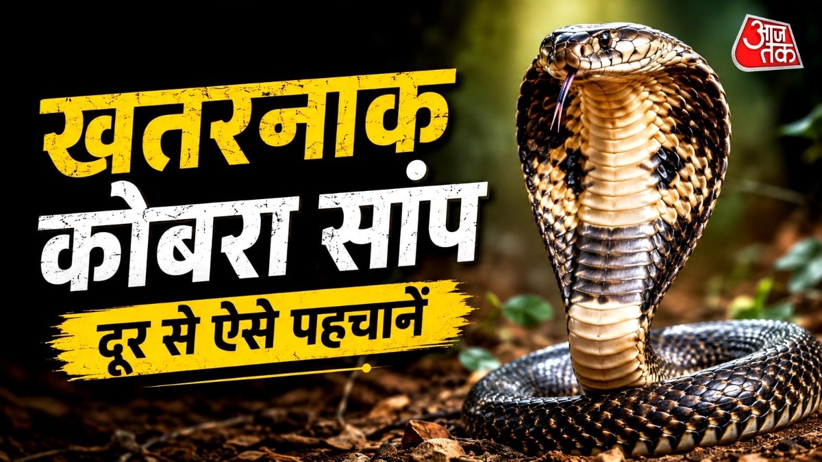कोबरा को सांपों का 'राजा' कहा जाता है. (Photo: AI Generated)