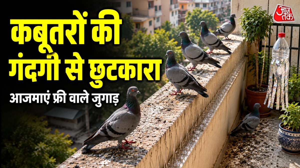 गर्मियों में कबूतर आने की समस्या और अधिक बढ़ जाती है. (Photo: ITG)