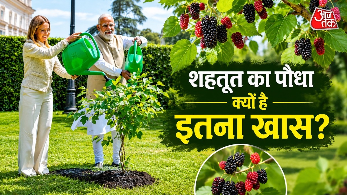 शहतूत का पौधा है पैसों का चुंबक, इस दिशा में लगाते ही भरेगा बैंक अकाउंट!