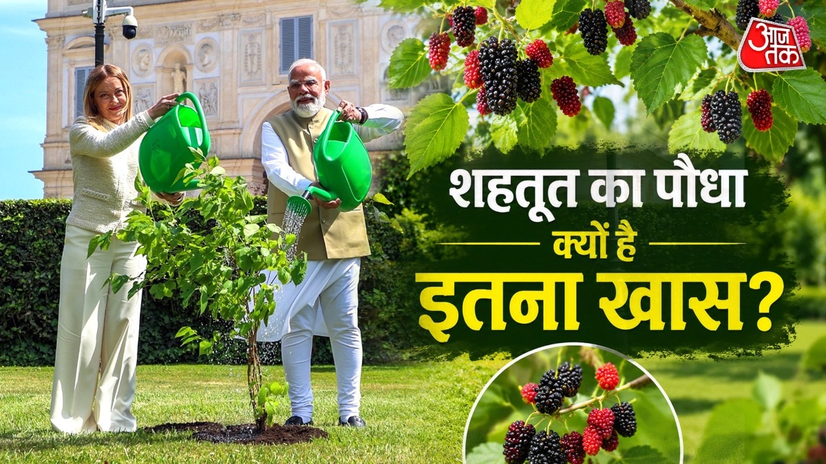 काला शहतूत अपनी लंबी उम्र के लिए जाना जाता है