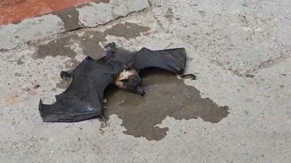 Heatwave , a bat collapsed from a tree inside the district court complex