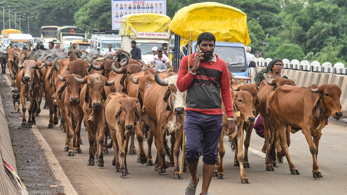 Calcutta High Court Eid-ul-Azha Animal Slaughter 
