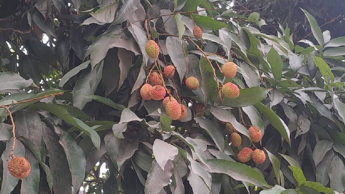 बिहार के बागानों में सिर्फ 30 फीसदी तक ही लीची की फसल (फाइल फोटो- ITG)