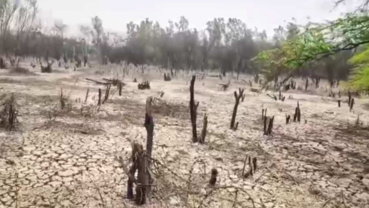फैक्ट्रियों के गंदे पानी से सूख रहे जंगल.(Photo:ITG)