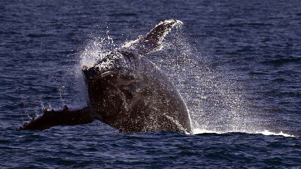 Humpback Whale Longest distance Record