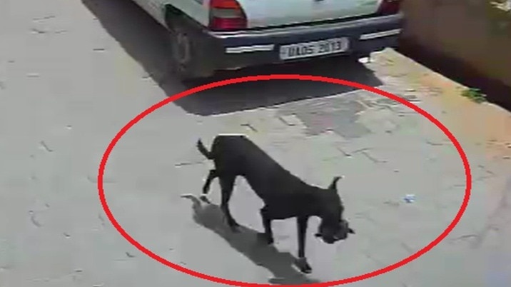 रुपयों से भरा बैग लेकर भागती डॉगी. (Photo: Screengrabs)