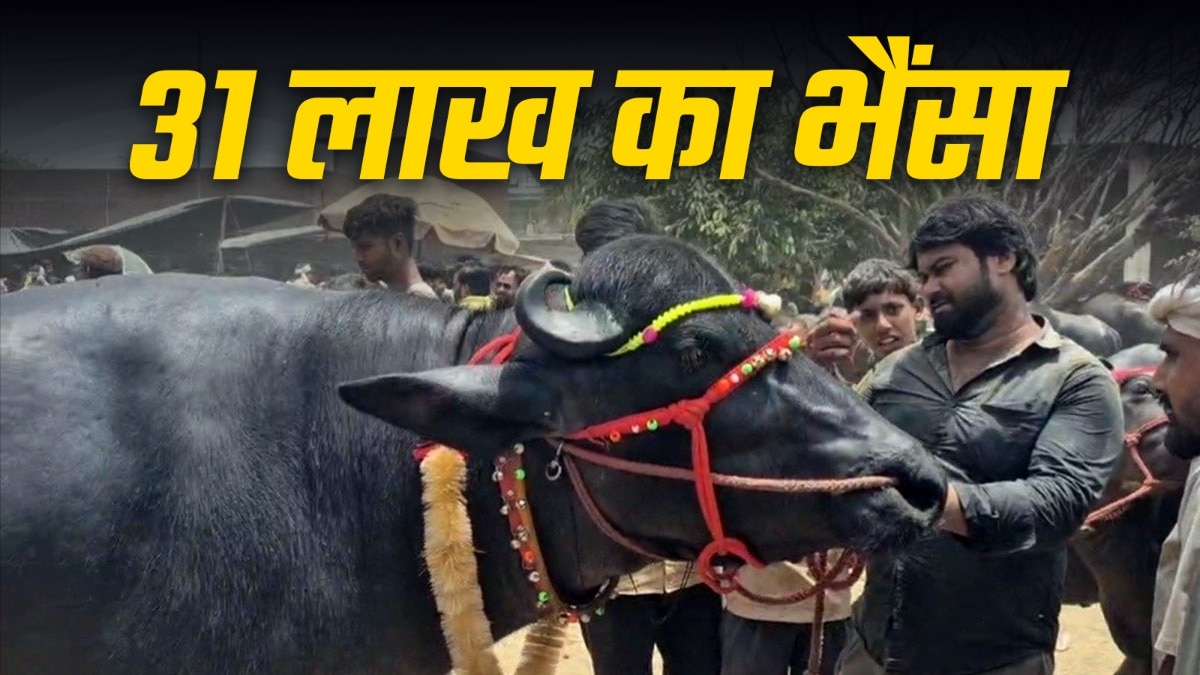 भैंसे की फिटनेस और चमक बनाए रखने के लिए रोजाना करीब 2 घंटे मसाज भी की जाती है. (Photo: ITG)