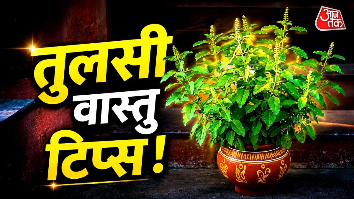 6a1477ee68cb0-tulsi-vastu-tips-252512992-16x9.jpg