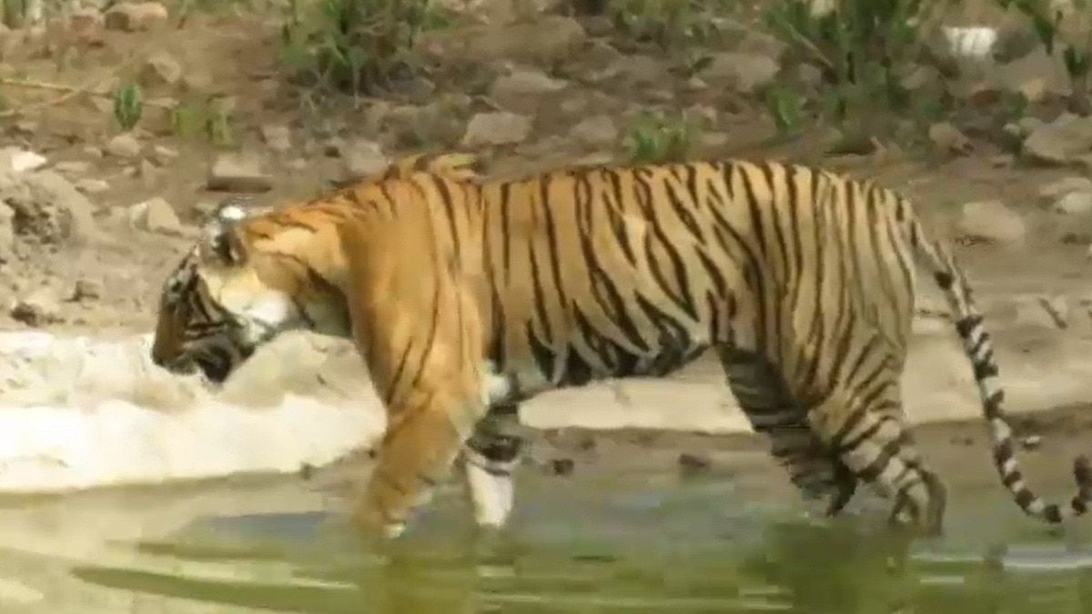 Return of Tigers to the Sariska Buffer Zone 