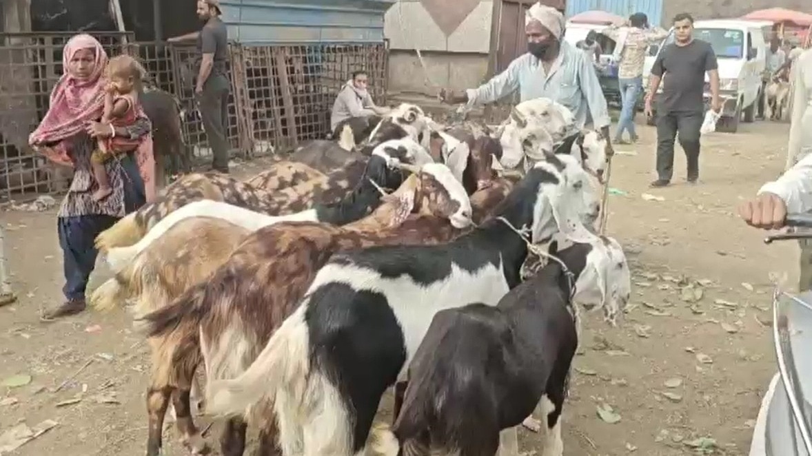 6a155fe044ff3-delhi-ghazipru-mandi-eid-ul-adha-26545272-16x9.png
