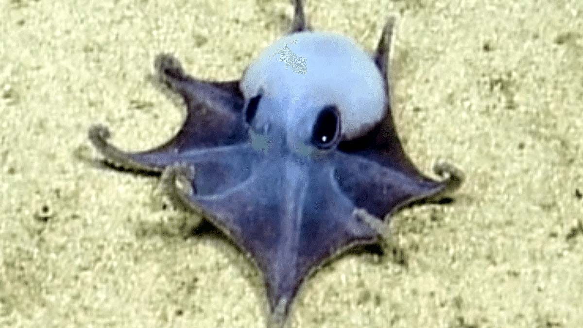 Blue Octopus in Pacific Ocean