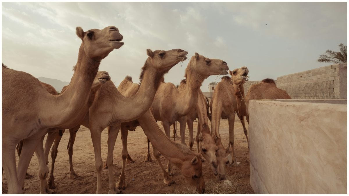 Bakrid