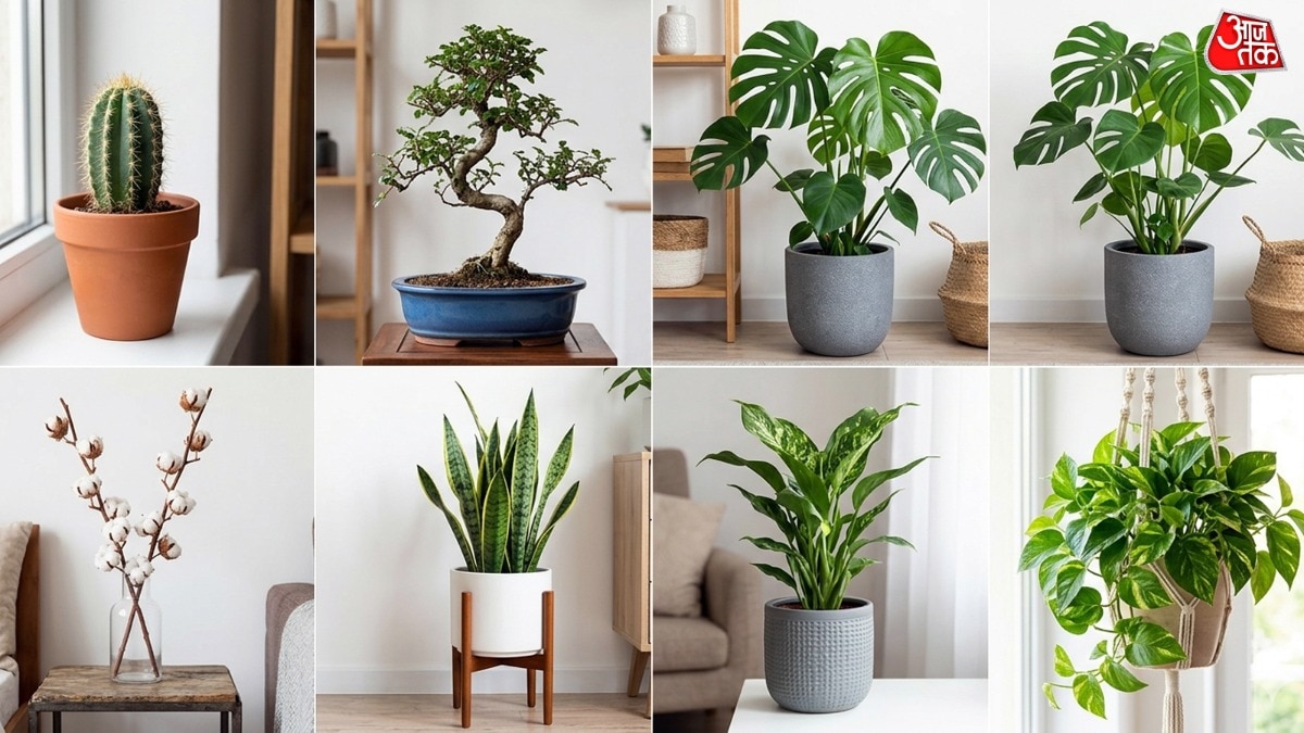 Plant Vastu 