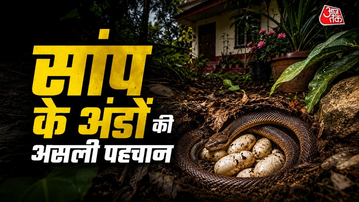 सांप गार्डन या घर के सुरक्षित जगहों पर अंडे दे सकते हैं. (Photo: AI generated)