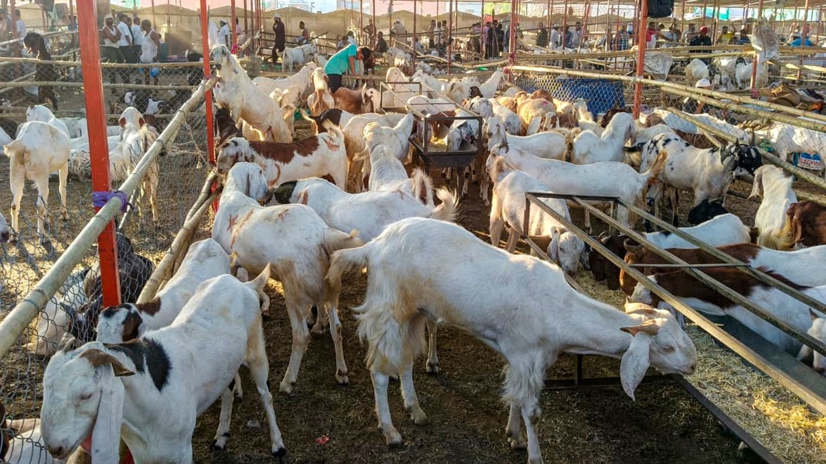 बीएमसी ने सोसायटियों के भीतर कुर्बानी की अनुमति देने से साफ इनकार किया (Photo: PTI)