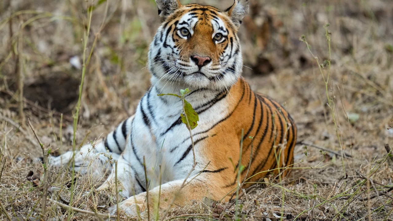 बाघिन ST-22 ने तीन शावकों को दिया जन्म. (Photo: PTI/File)
