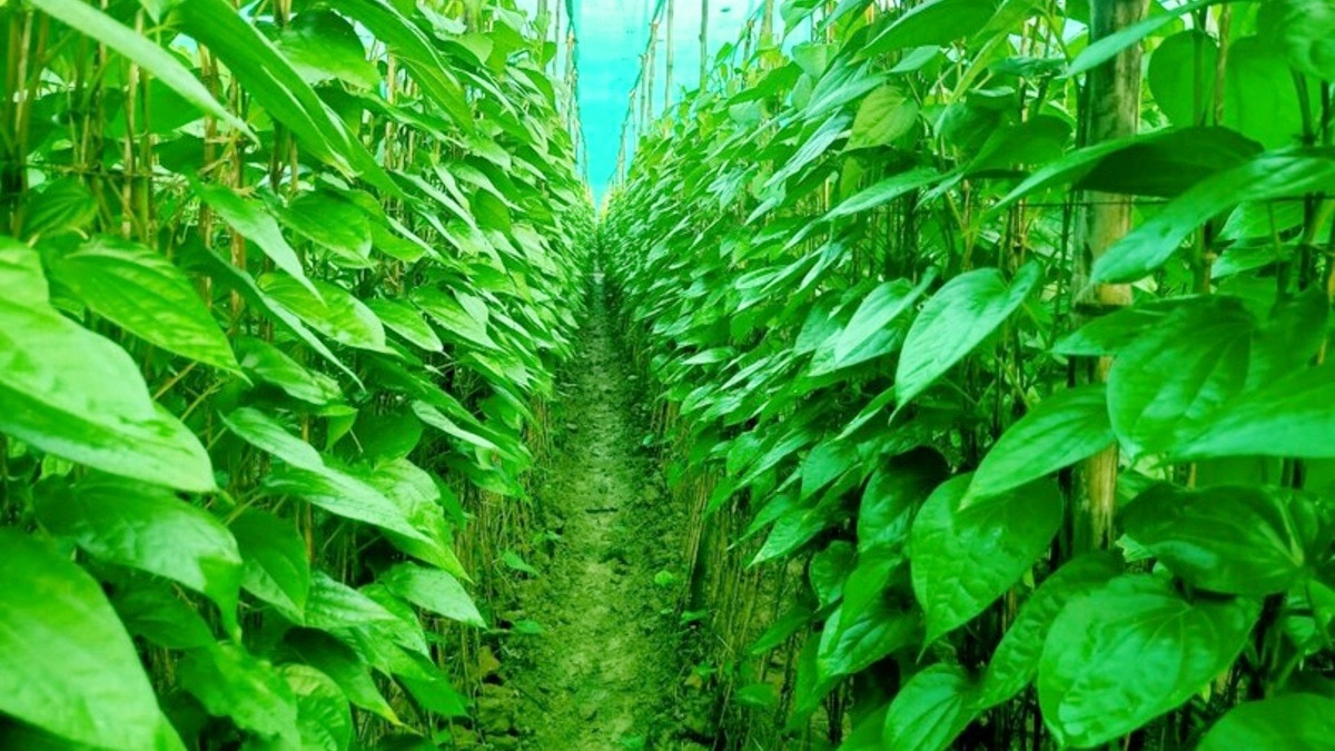 madhya pradesh bangla paan
