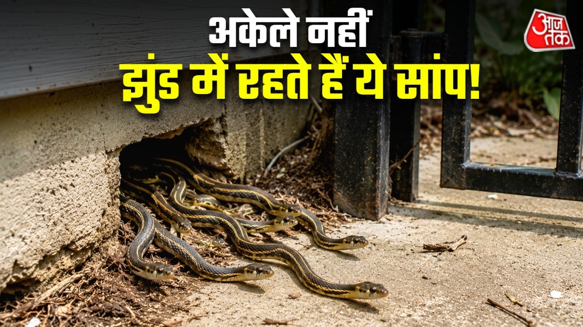 6a1d741de4148-snakes-that-are-highly-social-living-in-groups-015920839-16x9.jpg
