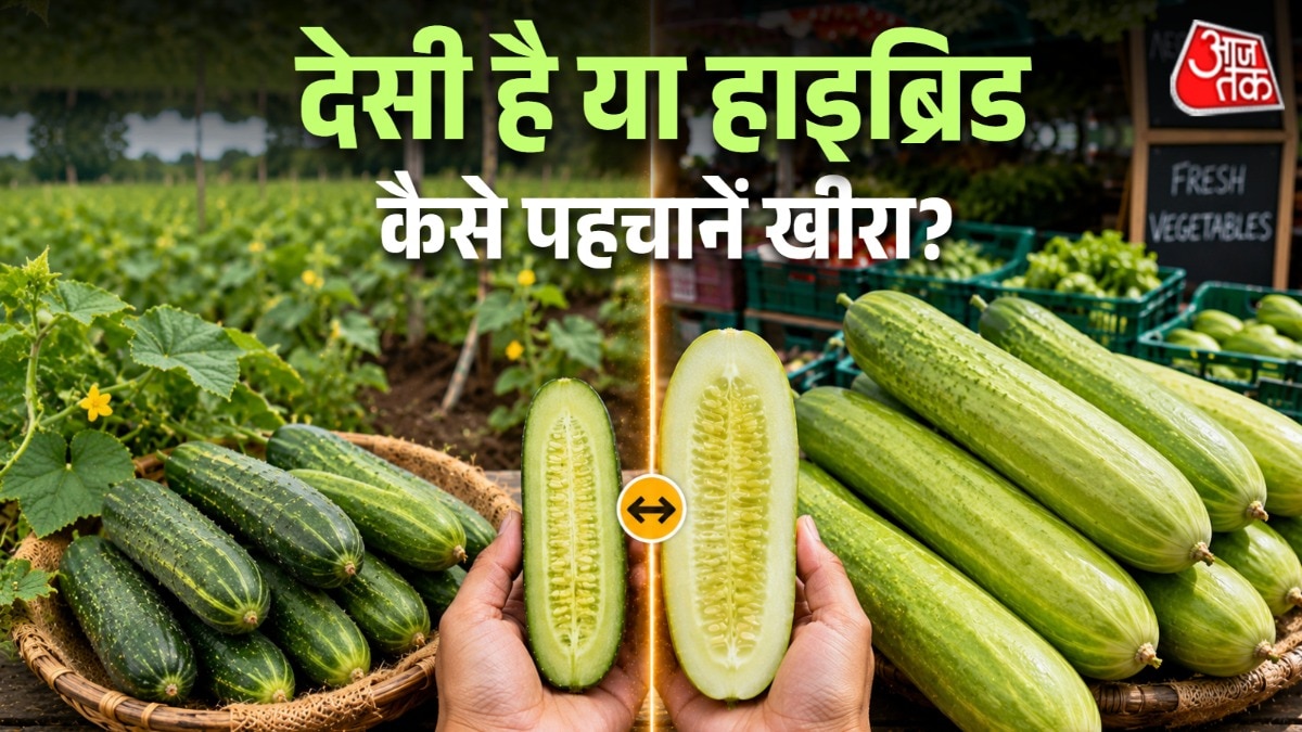 खीरा सलाद प्लेट का अहम हिस्सा होता है. (Photo: ITG)