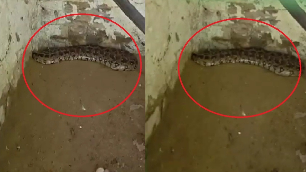 अंडों पर कुुंडली मारकर बैठी हुई है पायथन. (photo: Screengrabs)